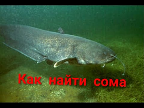 Видео: Где и как искать сома?! ( тактика поиска сома )