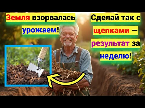 Видео: ЭТО спасло мою ЗЕМЛЮ! ЩЕПКИ творят чудеса! Вот как простые щепки превращают землю в суперпочву!