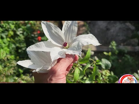 Видео: Обзор саженцев растений на продажу. Как правильно посадить саженец клематиса осенью. Мультифлора.