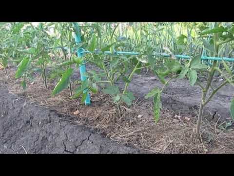 Видео: О формировке томатов 2