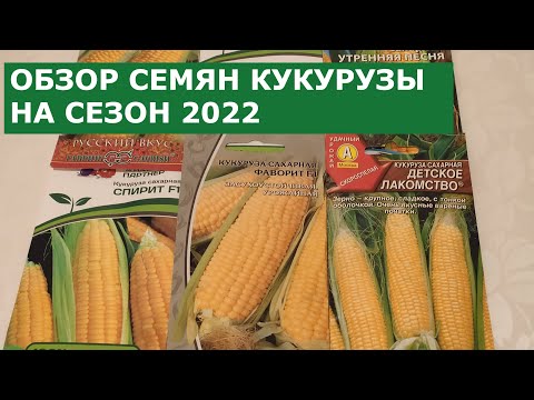 Видео: Семена кукурузы на сезон 2022г. Ленинградская область.