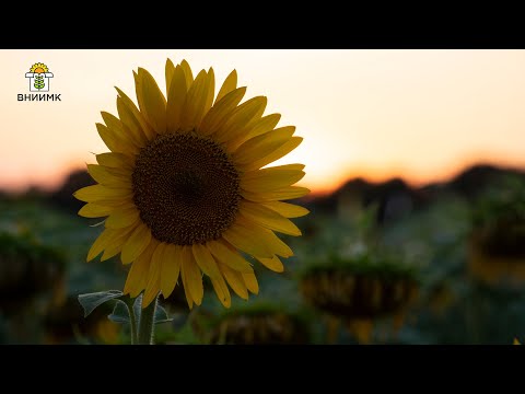 Видео: День поля ВНИИМК 2024