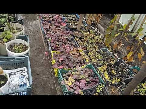 Видео: ОБЗОР   САЖЕНЦЕВ! 