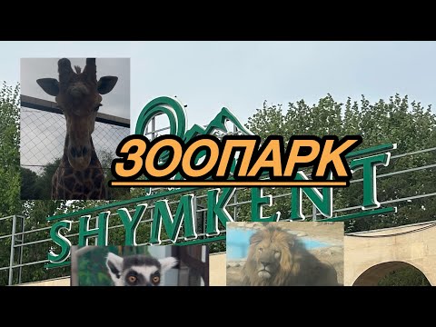 Видео: Шымкент зоопарк 2025  #zoo