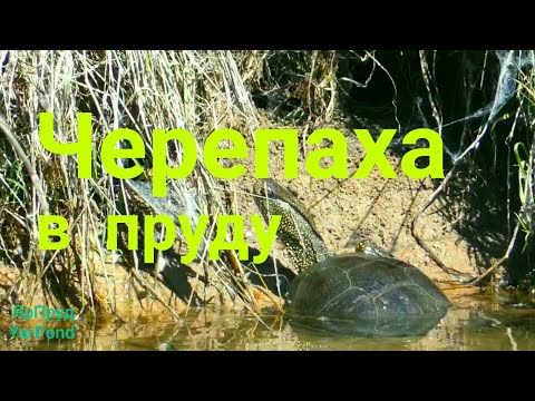 Видео: Черепаха в пруду. Turtle in the pond.