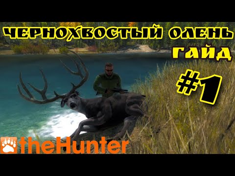 Видео: theHunter Classic/Охота на Чернохвостого Оленя Гайд/#1