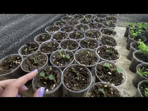 Видео: ПОЛНЫЙ ОБЗОР РАССАДНЫХ СТЕЛЛАЖЕЙ.2024