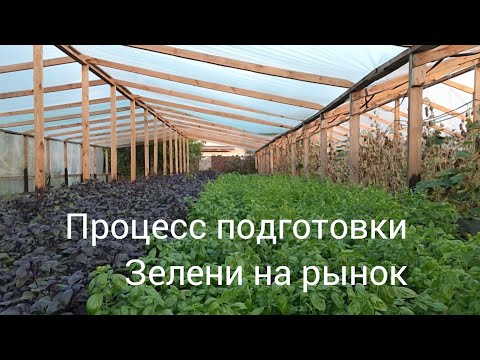 Видео: Процесс подготовки Зелени на рынок в домашних условиях. Продажа зелени.