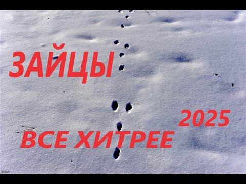 Видео: Охота на зайца в январе 2025  зайцы все умнее