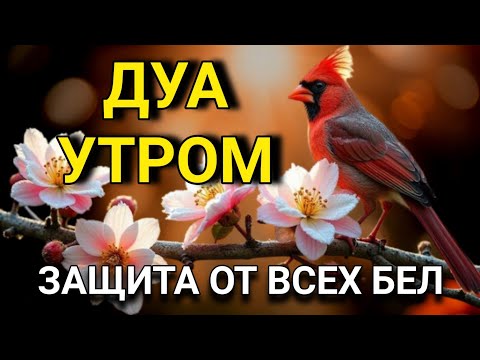 Видео: ☝️ СИЛЬНЕЙШЕЕ ДУА УТРОМ ОТ ВСЕХ БЕД 🤲🌹🌈
