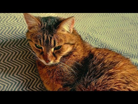 Видео: Один день из жизни кошки 😾