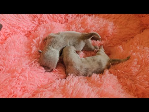 Видео: Знакомство с детками Алсу Маленькие чихуахуа Сильвер и Сабрина Питомник #чихуахуа #Кастропуло #Крым