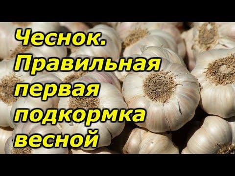 Видео: Чеснок-правильная весенняя подкормка озимого чеснока.