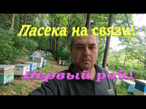 Видео: ✅ Первый рой пчел! Пасека на связи! #ПЧЕЛОВОДСТВО5