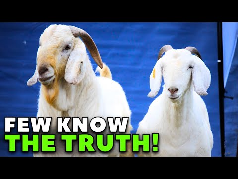 Видео: Зачем разводить коз породы саванна? УЗНАЙТЕ СЕЙЧАС!
