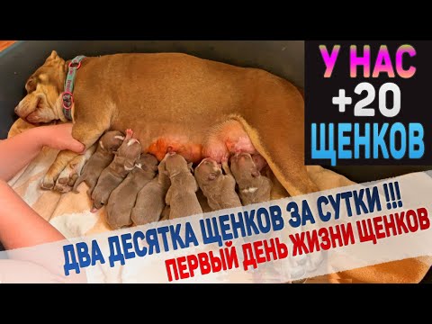 Видео: Два дня родов и результат - 20 щенков!!! Роды у собак Американский Булли.
