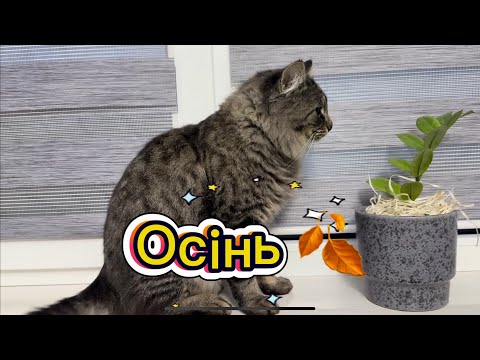 Видео: Осінь Листя падає Дощ крапає А я лежу 🍁🌧️✨