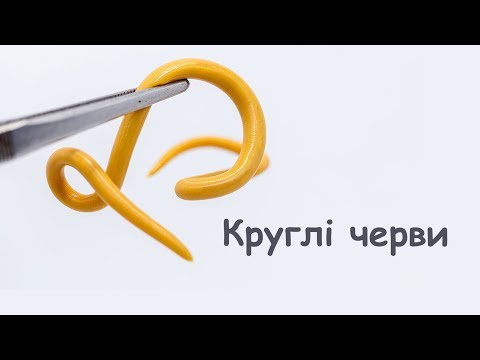 Видео: Круглі черви