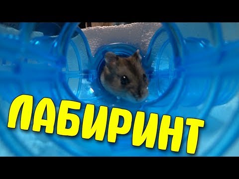 Видео: ПОСТРОИЛИ ЛАБИРИНТ ДЛЯ ХОМЯКОВ