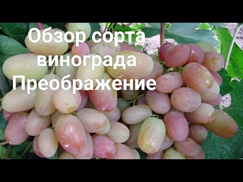 Видео: Обзор сорта винограда Преображение!