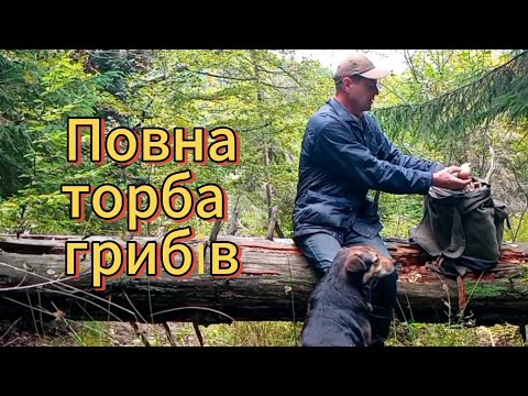 Видео: Заблукав у темному лісі, але знайшов повну торбу грибів.