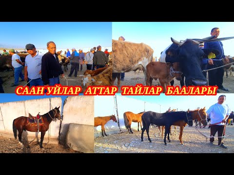 Видео: Саан уйлар, тайлар, Айланайындар ЛАЙК ПОДПИСАТЬСЯны басып койгула мерез болбой🤦‍♂️ #малбазар #kg 