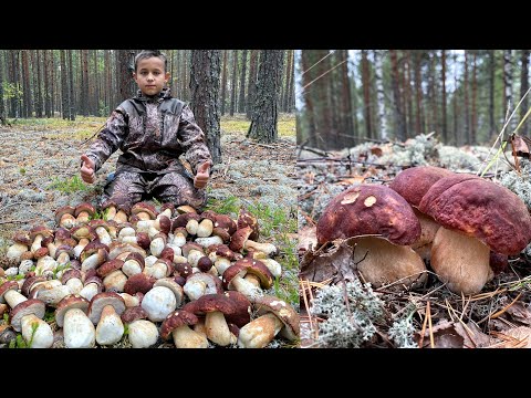 Видео: БОРОВИКИ РАСТУТ ПОЛЯНАМИ! МОРЕ БЕЛЫХ ГРИБОВ, ВЫ ТОЛЬКО ПОСМОТРИТЕ!