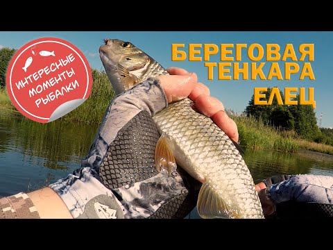 Видео: Береговая тенкара. Елец. Вечерняя зорька.