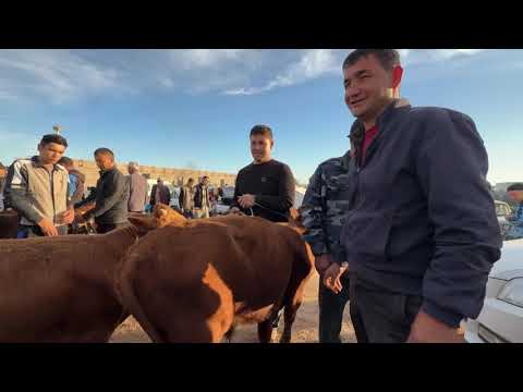 Видео: ЭЛЛИККАЛА ТУМАНИ БУСТОН МОЛ БОЗОР НАРХЛАРИ КУРАМИЗ 