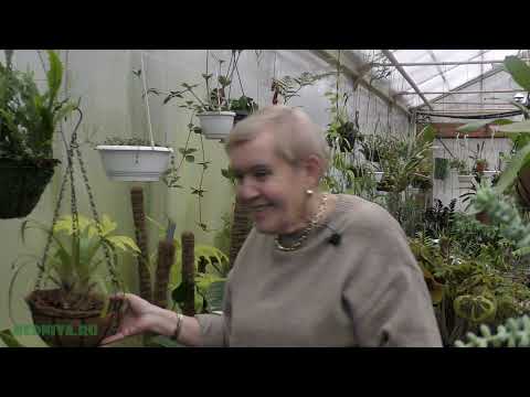 Видео: Бромелия (Bromelia)