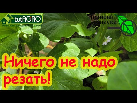 Видео: САМАЯ СТРАШНАЯ БОЛЕЗНЬ ТОМАТОВ, БАКЛАЖАНОВ и ОГУРЦОВ! У меня ее нет и не будет и вот почему.