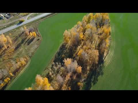 Видео: Где-то в пригороде Барнаула/дело было в октябре/над озимыми полями.