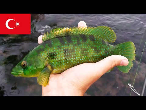 Видео: ТАКОЕ Я ЕЩЁ НЕ ЛОВИЛ! Рыбалка в Турции! РОКФИШИНГ!