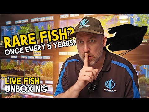 Видео: Всплеск цвета просто ударил по танкам