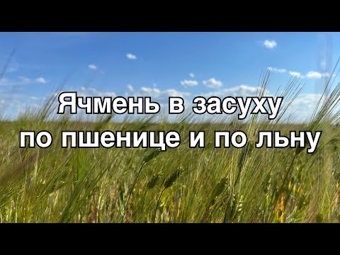 Видео: Состояние посевов ячменя в мае 2024 по пшенице и льну. Что получится при засухе осенью и весной?