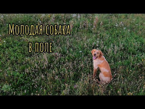 Видео: Молодая собака в поле