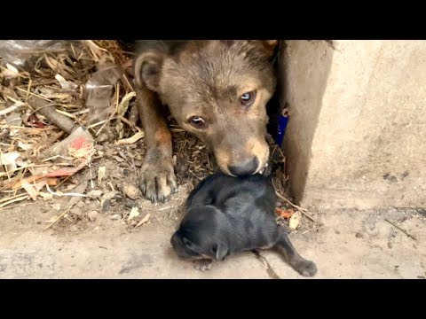 Видео: Слезы наворачиваются! Щенок бездомной собаки 🐶 в критическом состоянии, бедная мать 🐕 плачет. 🐶🐕🥲🥰😘❤