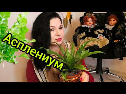 Видео: АСПЛЕНИУМ ВСЕ ЧТО НУЖНО ЗНАТЬ #цветы #растения #мотивация #влог #