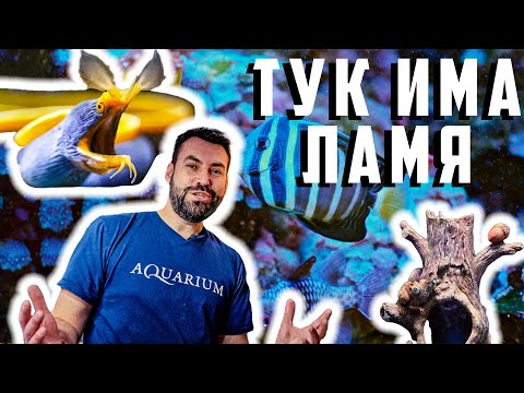 Видео: МАГАЗИН ЗА АКВАРИСТИКА - гр. София, бул. Андрей Ляпчев, бл. 261Г