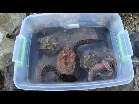 Видео: Битва  ОСЬМИНОГА и МУРЕНЫ в аквариуме