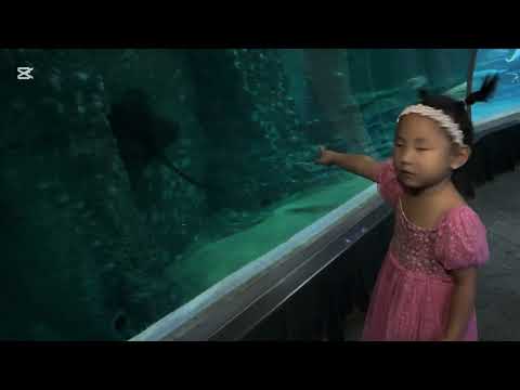 Видео: Саяана гүнжийн төрсөн өдрийг 🎂яаж тэмдэглэсэн вэ ? 🥰  4️⃣нас 👧 🤩