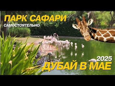 Видео: Дубай Парк Сафари самостоятельно или экскурсией? Что посмотреть, какие цены!