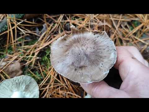 Видео: Много разнообразных грибов в начале ноября. Часть 2