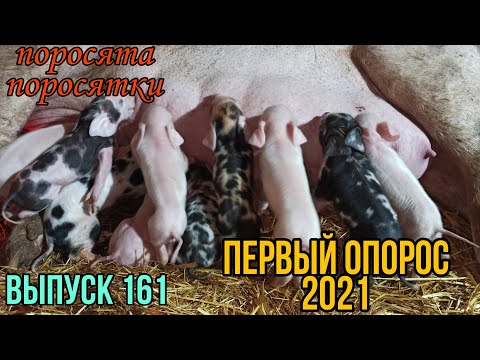 Видео: Опорос свиноматки//Первый опорос 2021// Опорос// Рождественский опорос//