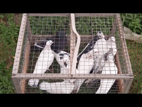 Видео: #Pigeons.Проверка новых голубей.