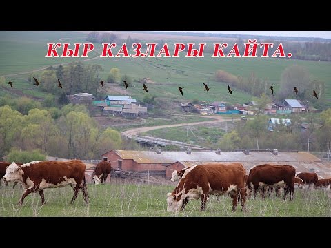 Видео: "Кыр казлары кайта"