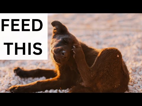 Видео: ЛУЧШИЙ КОРМ ДЛЯ СОБАК ПРИ ЗУДЕ КОЖИ И АЛЛЕРГИИ. Какой корм для собак лучше всего подходит при кож...