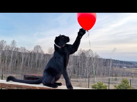 Видео: У пантеры Луны 3000000 друзей на YouTube 🥳❤️