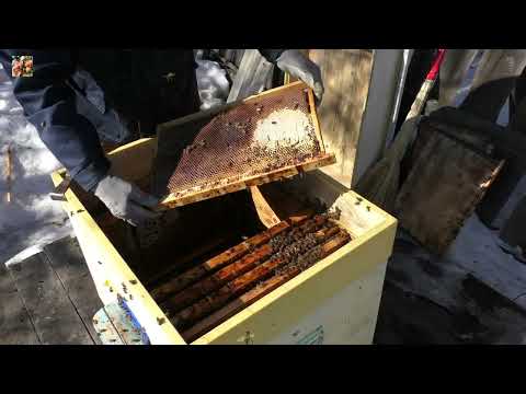 Видео: К чему может привести изоляция маток? Сравнение семей идущих в зиму.