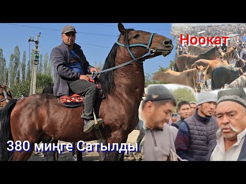 Видео: НООКАТ  380 миңге  Талаш Тополоң болду Ат  Сатылды